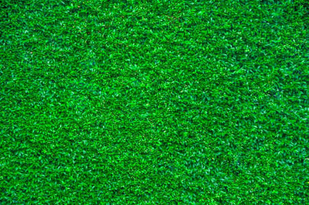 istock Natural green leaves wall texture background 1186080849