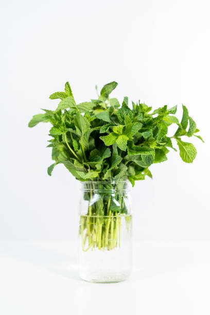 istock Fresh mint from the organic garden 1186080869
