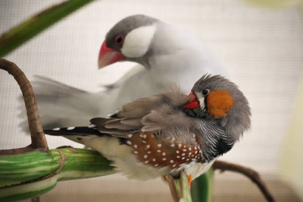an Asian girl is playing with a little bird in a garden.