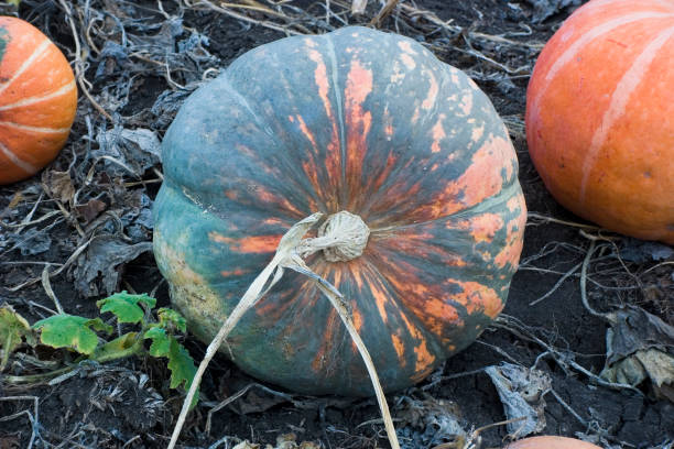 istock Pumpkin field. Harvesting 1186083278