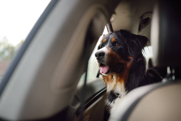 Purebred dog breed sennenhund rides in the car. Transportation of large animals. Purebred dog breed sennenhund rides in the car. Transportation of large animals. Bernese Mountain dog is waiting for the owner to return. bernese mountain dog photos stock pictures, royalty-free photos & images