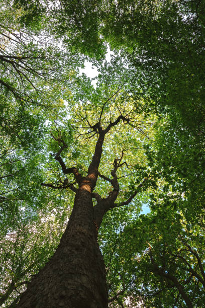 istock Top of a deciduous tree in spring in the forest 1186083888