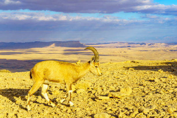 istock Nubian Ibex and landscape of Makhtesh (crater) Ramon 1186084071