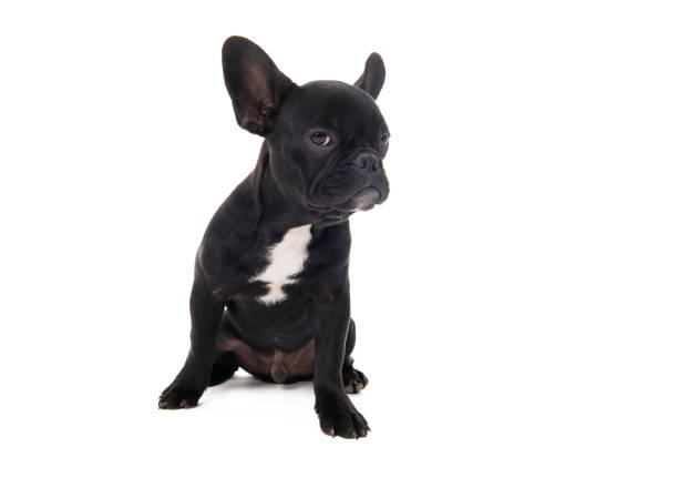 French bulldog puppy on white background