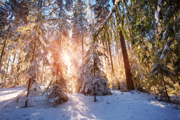 istock Pine trees covered with snow on frosty evening 1186086678