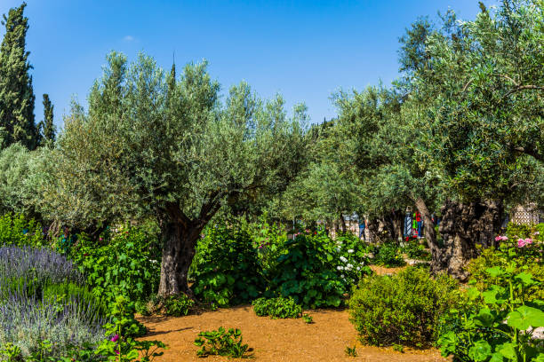 istock The holy Garden 1186086944