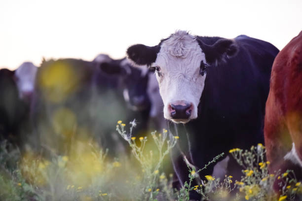 istock cows in the field 1186087915