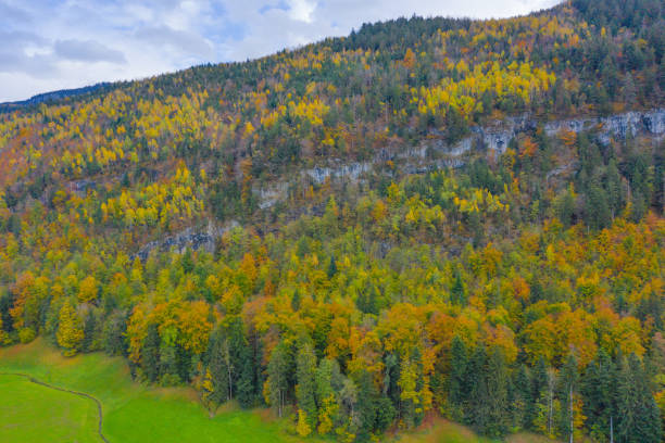 Autumn forest. Aerial shot from the drone.