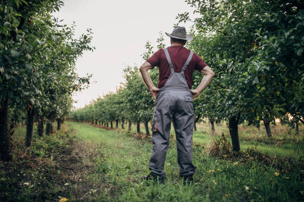 istock Senior farmer in orchard 1186088175