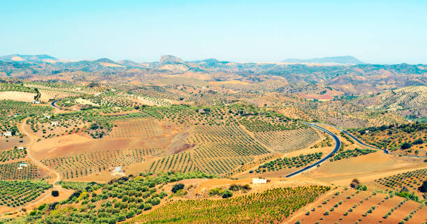 agricultura de azeitona - andalusia landscape spanish culture olive tree - fotografias e filmes do acervo