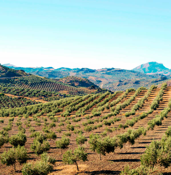 agricultura de azeitona - andalusia landscape spanish culture olive tree - fotografias e filmes do acervo