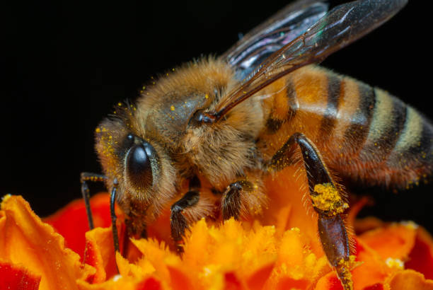 istock Macro shot of a bee, pollen-stained 1186089033
