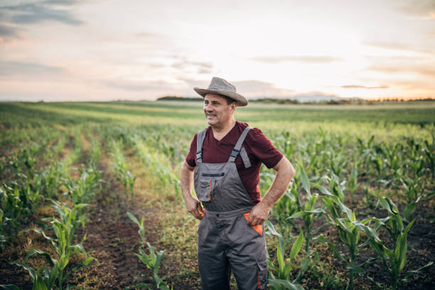 istock Happy senior farmer at green corn field 1186089542