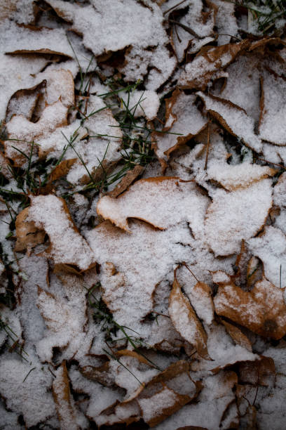 istock Yellow leaves with First snow background 1186089684