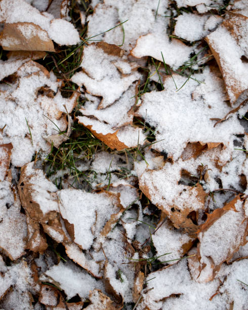 istock Yellow leaves with First snow background 1186089999