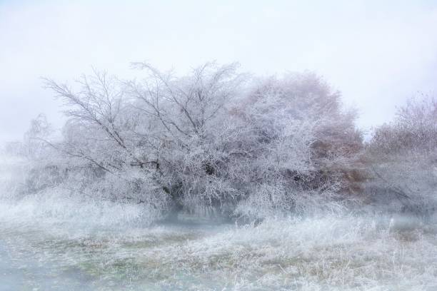 istock Icy trees on a cold winter day  with fog 1186090050