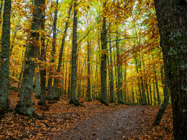 istock Path in the middle of the chestnut forest 1186091043