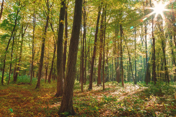 istock Autumn green forest on a clear sunny day 1186091591