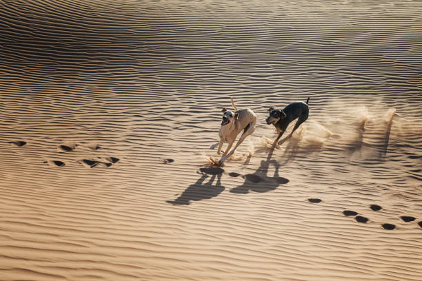 Two Sloughi dogs (Arabian greyhound) run in the sand dunes in the Sahara desert of Morocco. stock photo