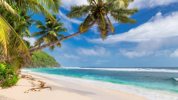 istock Coconut palm trees on exotic tropical paradise beach. 1186094683