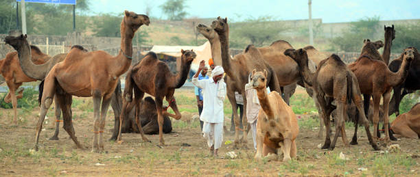 인도푸쉬카르 낙타 박람회 - pushkar camel fair 뉴스 사진 이미지