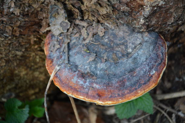 brown mushroom on the old wooden tree log. group of mushrooms growing in the autumn forest near old log. mushroom photo, forest photo. group of beautiful mushrooms in the moss on a log. - edible mushroom mushroom fungus colony imagens e fotografias de stock