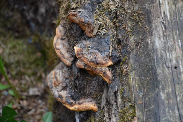 seta marrón en el viejo tronco de árbol de madera. grupo de setas que crecen en el bosque de otoño cerca de tronco antiguo. foto de setas, foto del bosque. grupo de hermosas setas en el musgo en un tronco. - edible mushroom mushroom fungus colony fotografías e imágenes de stock