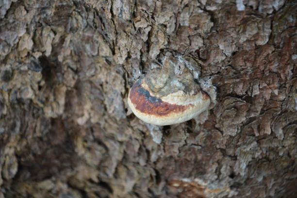 seta marrón en el viejo tronco de árbol de madera. grupo de setas que crecen en el bosque de otoño cerca de tronco antiguo. foto de setas, foto del bosque. grupo de hermosas setas en el musgo en un tronco. - edible mushroom mushroom fungus colony fotografías e imágenes de stock