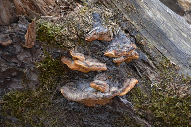 brauner pilz auf dem alten holzbaumstamm. gruppe von pilzen wachsen im herbstwald in der nähe von alten baumstamm. pilz-foto, wald-foto. gruppe von schönen pilzen im moos auf einem baumstamm. - edible mushroom mushroom fungus colony stock-fotos und bilder