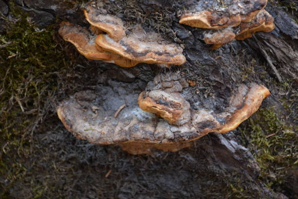 brauner pilz auf dem alten holzbaumstamm. gruppe von pilzen wachsen im herbstwald in der nähe von alten baumstamm. pilz-foto, wald-foto. gruppe von schönen pilzen im moos auf einem baumstamm. - edible mushroom mushroom fungus colony stock-fotos und bilder