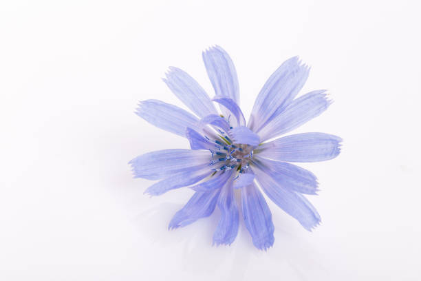 istock Cichorium intybus - common chicory flowers isolated on the white background 1186098466