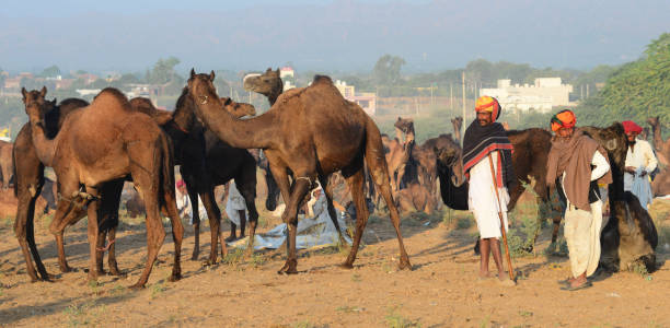 인도푸쉬카르 낙타 박람회 - pushkar camel fair 뉴스 사진 이미지
