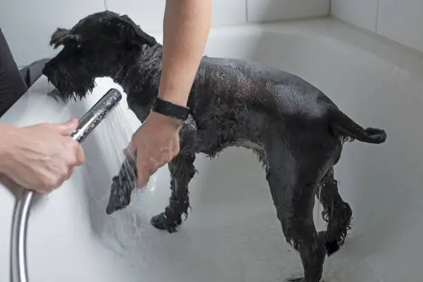 Black schnauzer dog having a bath after walking. Woman washing her dog