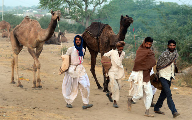 인도푸쉬카르 낙타 박람회 - pushkar camel fair 뉴스 사진 이미지