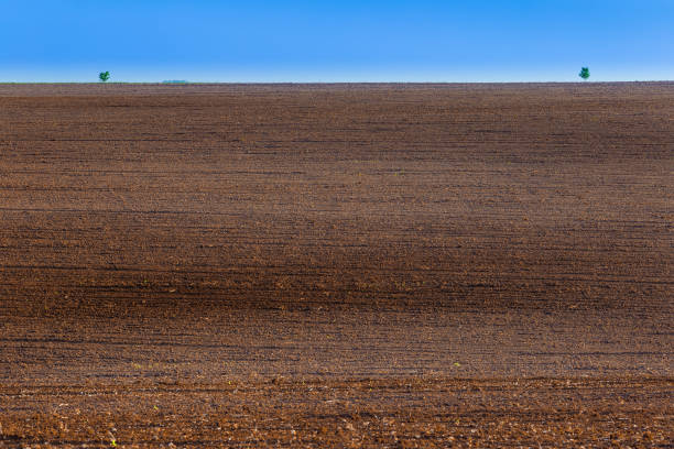 istock Plowed land landscape with two trees on the horizon 1186100035