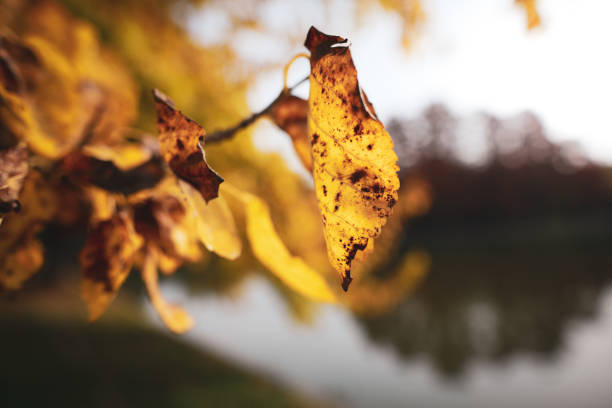 Shallow depth of field (selective focus) image with autumn leaves during a sunny day