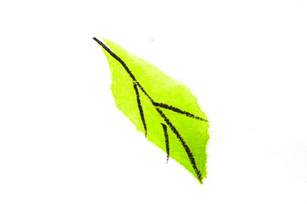 istock Green leaf image picture on rice paper 1186102054