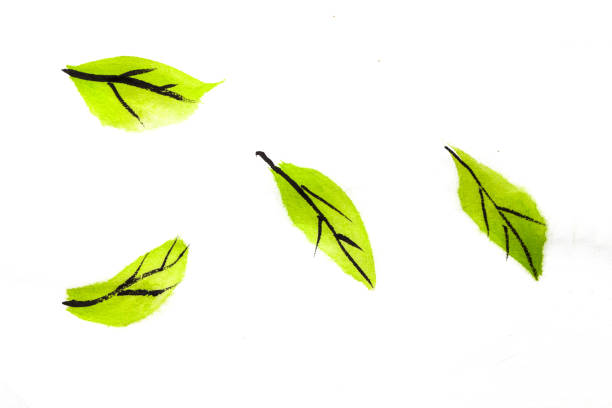 istock Green leaf image picture on rice paper 1186102067