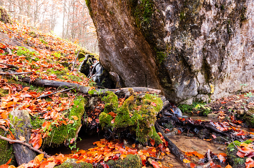 Stream running through the middle of a beech tree in Canseco, Leon Spain. The leaves cover the entire ground with its magnificent reddish color during the fall.