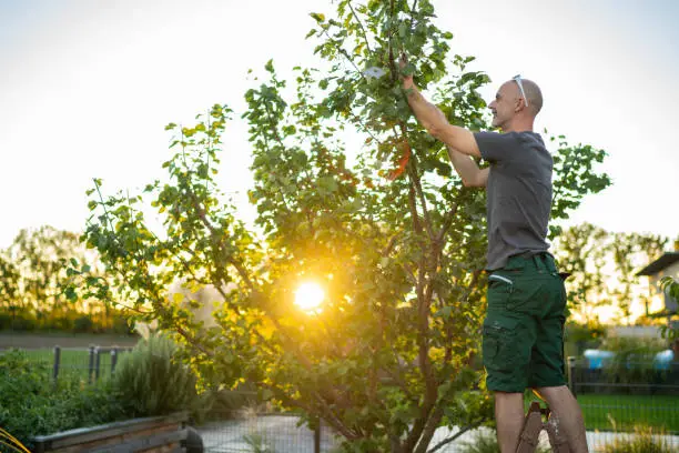 smiling mature adult man standing on wooden ladder in his garden cutting branches of apricot tree on late summer sunny afternoon