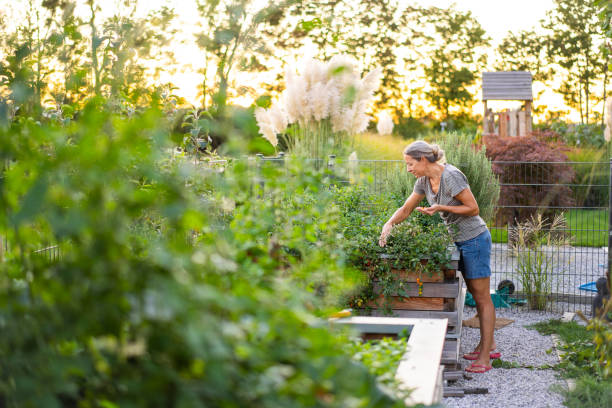 istock mature woman in her vegetable garden 1186103213