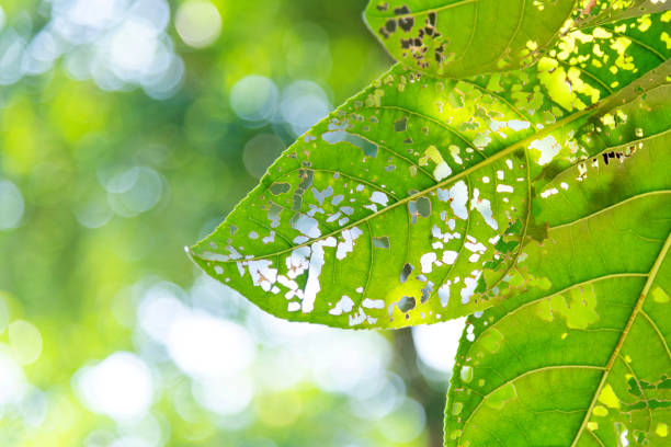 Closed up of hole leaf background.