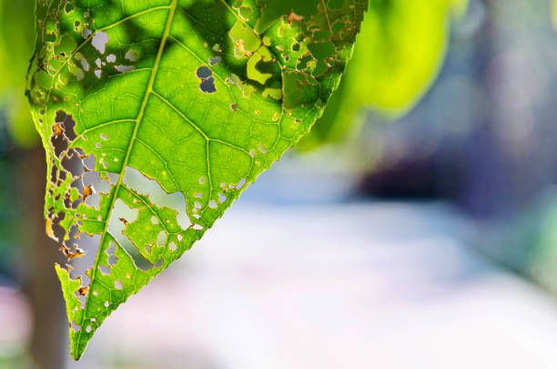 Closed up of hole leaf background.