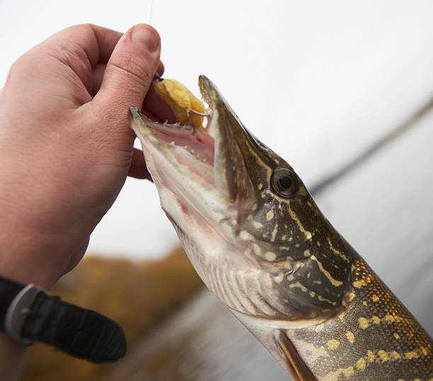 istock Fisherman holding northern pike 118610461