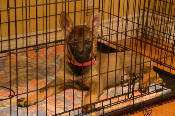 german sheppard puppy - german sheppard imagens e fotografias de stock