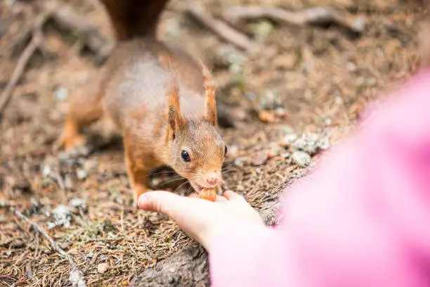 Photo of Squirrel eats out of hand