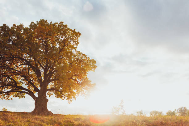 istock oak tree with yellow foliage at sunny autumn day 1186106253