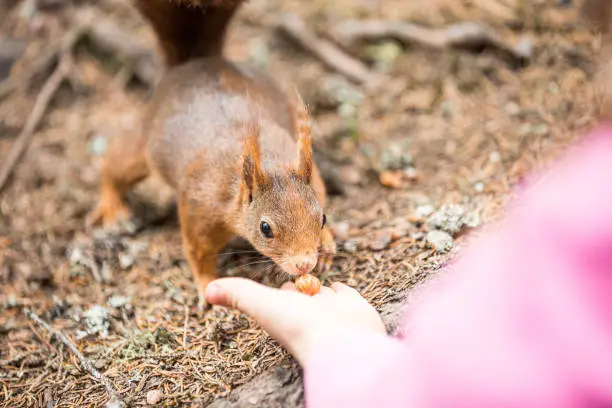 Photo of Squirrel eats out of hand