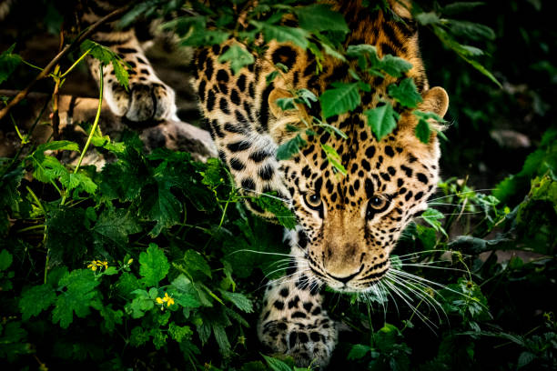 ストーキングヒョウの肖像画 - leopard kruger national park south africa africa ストックフォトと画像