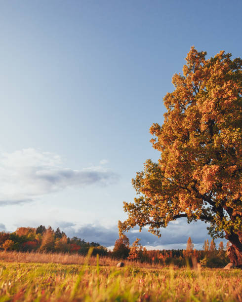 oak tree with yellow foliage at sunny autumn day, copy-space background